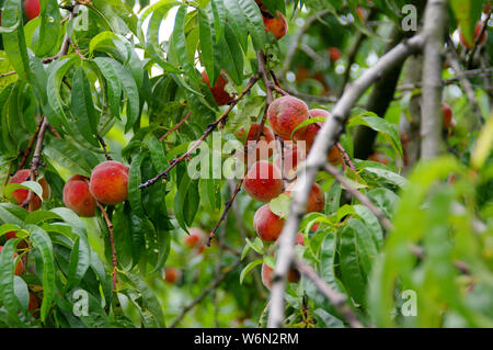 Peach tree in a home garden. Abundant fruit harvest on the branch. Stock Photo