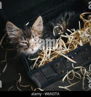 A small, fluffy kitten lying in a box. Stock Photo