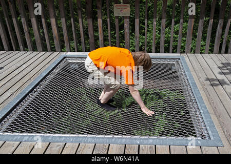 boy trying an experience station of the tree-top walk, Neuschönau, National Park, Bayerischer Wald, Bavaria, Germany Stock Photo