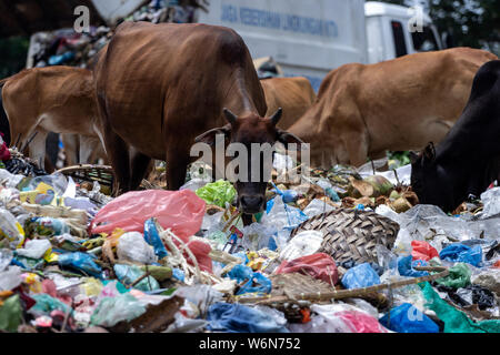 Lhokseumawe, Indonesia. 01st Aug, 2019. Cows feed on leftovers among piles of garbage at a landfill site in Lhokseumawe, Aceh.Data from the Worldwide Fund for Nature (WWF), about 300 million tons of plastic are produced each year, most of which end up in landfills and the sea, polluting the sea. In fact, this has become an international crisis that continues to grow today. Credit: SOPA Images Limited/Alamy Live News Stock Photo