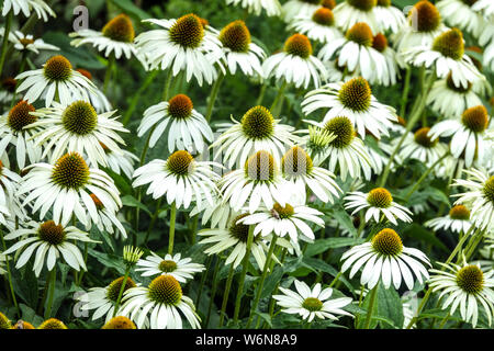 White coneflowers, Echinacea purpurea 'Alba', a garden flower bed in a summer garden Stock Photo