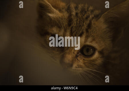 Kitten with wide eye Stock Photo