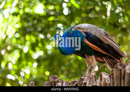 Peacock sitting on the fence against the green foliage Stock Photo