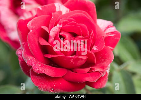 red rose flower with dew drops on petals macro