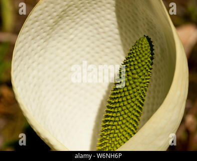 A Bog Arum (Calla Palustris) Stock Photo