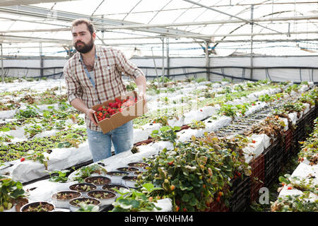 Positive man harvesting strawberries in greenhouse Stock Photo - Alamy