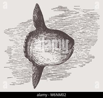 Threatened ocean sunfish or common mola in side view. Illustration after a historic engraving from the early 20th century Stock Vector