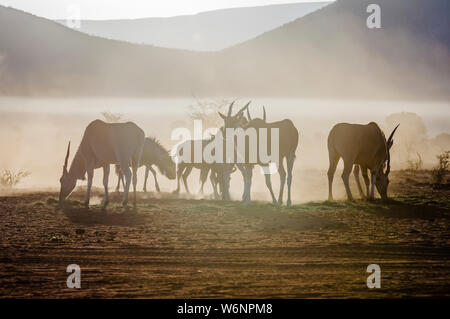 Eland and blue wildebeest eating grass early in the morning in the Namib Desert, Namibia Stock Photo