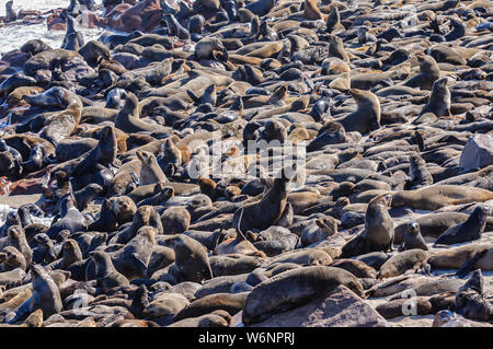 Some of the 250,000 Cape fur seals at Cape Cross, Namibia Stock Photo
