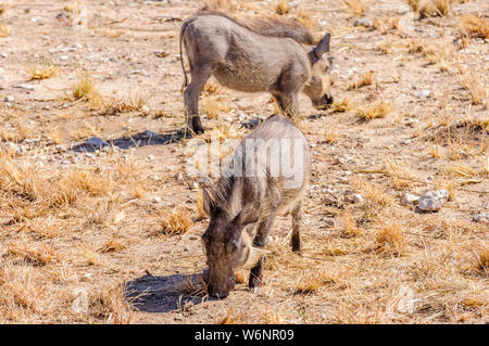 Two male common warthogs, Etosha National Park, Namibia Stock Photo
