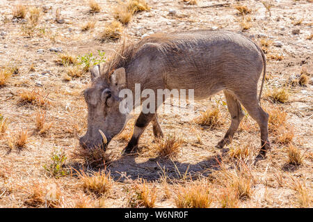 Male common warthog, Etosha National Park, Namibia Stock Photo