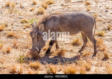 Male common warthog, Etosha National Park, Namibia Stock Photo