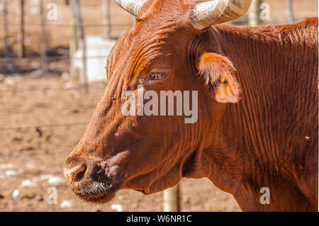 Herd of African long-horned cattle in a rustic enclosure, in a farm in Namibia Stock Photo