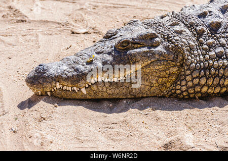 Teeth and head of a Nile Crocodile (Crocodylus niloticus), Namibia Stock Photo