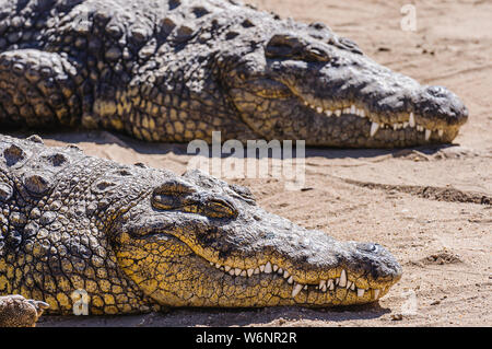 Two female Nile Crocodiles (Crocodylus niloticus), Namibia Stock Photo