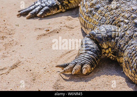 Claws on the foot of a 1 tonne male Nile Crocodile (Crocodylus niloticus), Namibia Stock Photo