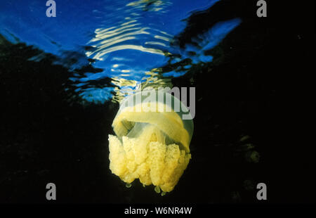 Micronesia Palau Jellyfish Lake - golden jellyfish Stock Photo