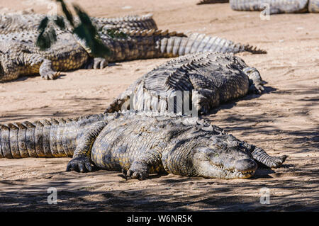 Many Nile Crocodiles (Crocodylus niloticus) sunning themselves on the sandy bank of a river. Stock Photo