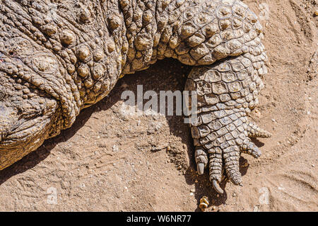 Claws on the foot of a 1 tonne male Nile Crocodile (Crocodylus niloticus), Namibia Stock Photo