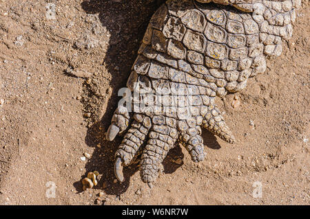 Claws on the foot of a 1 tonne male Nile Crocodile (Crocodylus niloticus), Namibia Stock Photo