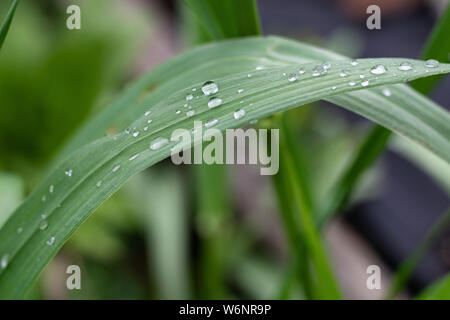 morning dew on young green fresh grass Stock Photo