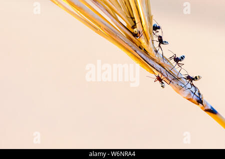 Namib Desert dune ant (Camponotus detritus), distinguishable by its hairy abdomen with black and white symmetrical shapes.  Namib Desert, Namibia Stock Photo