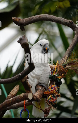 Cockatoo in a tree Stock Photo