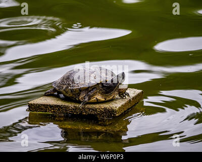 A hybrid Japanese pond turtle rests on a platform in a small pond in a Japanese park. Stock Photo