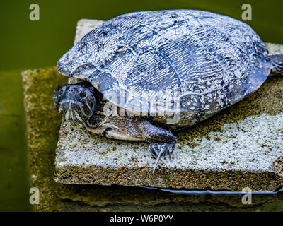 A hybrid Japanese pond turtle rests on a platform in a small pond in a Stock Photo