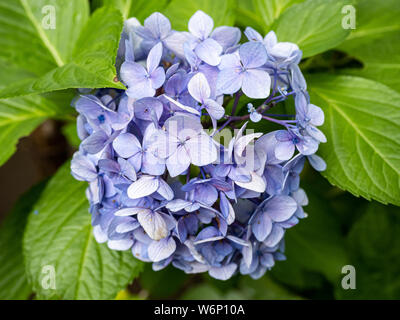 A small cluster of blue hydrangeas bloom beside a walking path in central Japan. Stock Photo