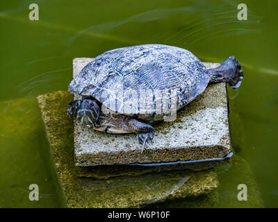A hybrid Japanese pond turtle rests on a platform in a small pond in a Stock Photo