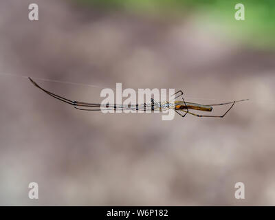An elongated stilt spider, tetragnatha, stretches across its web