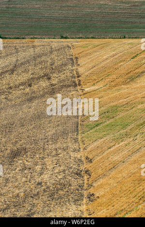 Several straw swaths, with wheat stubble in between, left in straight lines on the sloping field by the combine harvester after the wheat harvest Stock Photo