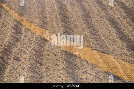 Several straw swaths, with wheat stubble in between, left in straight lines on the sloping field by the combine harvester after the wheat harvest Stock Photo