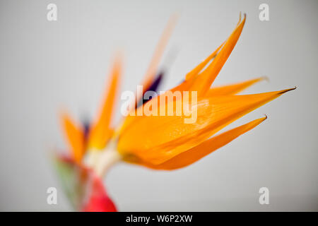 Close Up of Bird of Paradise Flower Stock Photo