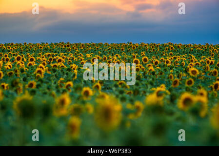 Field of blooming sunflowers on a background sunset in Hungary. Stock Photo