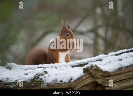 Red Squirrel, Loch Leven, Scotland Stock Photo