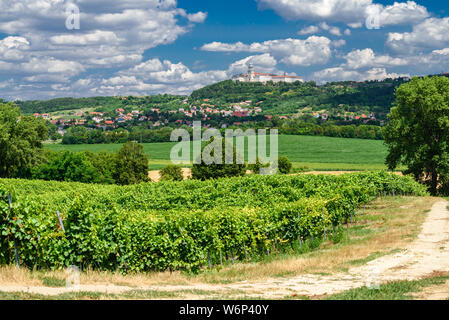 Pannonhalma Archabbey with vine grapes in the vineyard, Hungary. Beautiful vineyard landscape with blue sky in summer. Pannonhalma Wine Region. Stock Photo