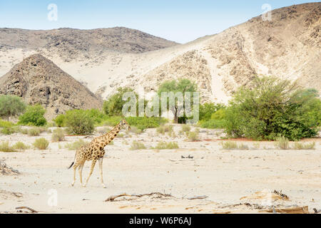 Desert-adapted giraffe (Giraffa camelopardalis) walking in landscape and dried river bed, Hoanib desert, Kaokoland, Namibia Stock Photo