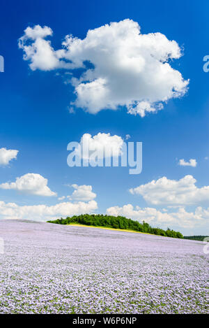 Agricultural fields with flowering phacelia and blue sky with cirrus clouds. Beautiful countryside landscape on a summer day. Hungary Stock Photo