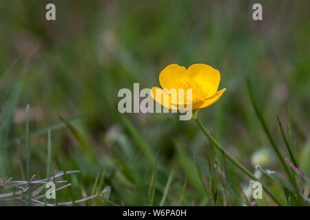 Creeping Buttercup (ranunculus repens) in a field in Godstone Surrey Stock Photo