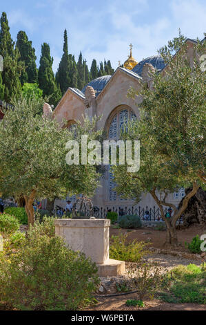 Olive grove in Gethsemane garden in Jerusalem Stock Photo