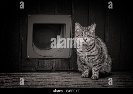 Blind domestic cat sitting in front of a cat flip. Stock Photo