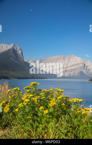 Yellow wildflowers form a bright foreground at Upper Kananaskis Lake, Peter Lougheed Provincial Park, Alberta.  Above, the moon is high in the sky, Stock Photo
