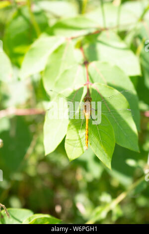 A dragonfly is viewed from above as it rests on a green leaf in the sun. Stock Photo