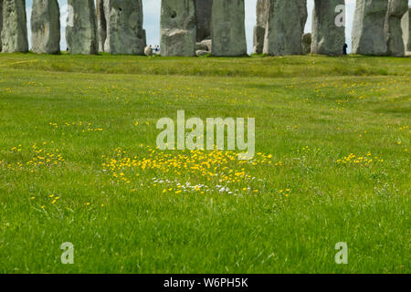 Wild flower colony flowers; buttercup / daisy / daisies / buttercups growing in green grass beside an ancient monument ( Stonehenge Stone Henge)  uK. (110) Stock Photo