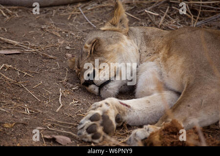 Lioness sleeping in Ruaha National Park. A recent wound can be seen on her right fore leg. Stock Photo