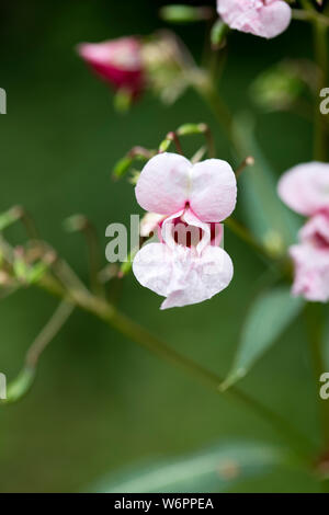 Wild flower Impatiens glandulifera family balsaminaceae macro background fine art in high quality prints products Stock Photo