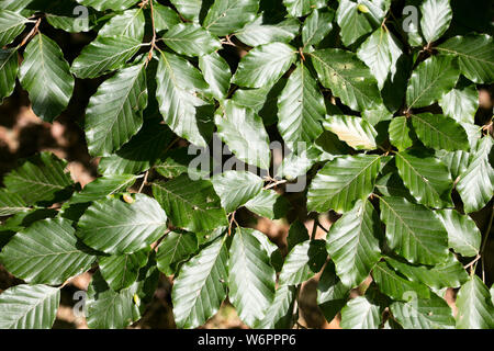 Green leafs macro background fine art in high quality prints products Stock Photo