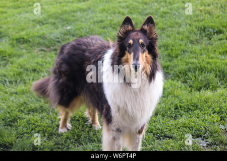 Tri Color Rough Collie Standing on Grass Stock Photo